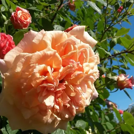 Апартаменты ****fewo 